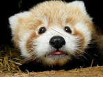 Panda Topia!