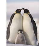 +'+ Penguins +'+