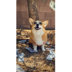 Rich doggies