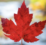 The Maple Side