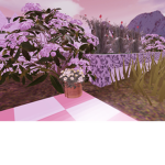 Aphrodites garden