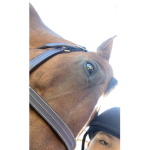Autumn Riding Academy .
