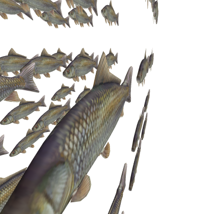 Working Fish