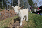 Golden Goat