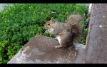 Squirrel squirrel studios