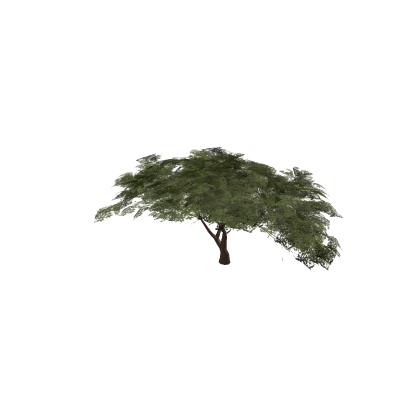 Acacia