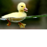 Ducky Bois