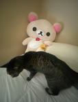 catatatta fanpage