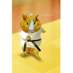 Karate Hamsters