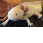 The Ninja Axolotls