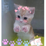 KITTY SQAUD!!