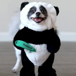 if you love pandas and dogs