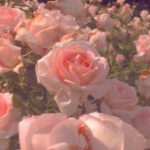 beautiful swifties