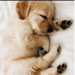adoptmeloverloo