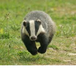 Badgers are cool