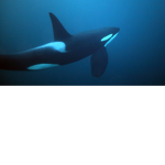 evil killer whale