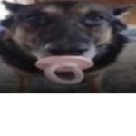 Sussy is a baka