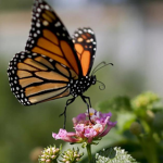 Lorry's Butterflies