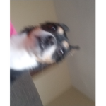 Become a dog... n o w