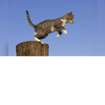 Los gatitos de santi