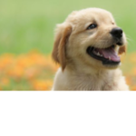 Dog Group for ever!