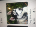 Dog group for dog fans Doggs
