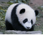 cool pandas lol