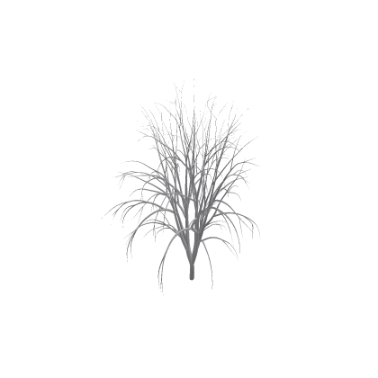Sapling Tree
