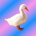 ~duckky~