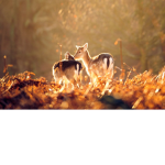 Forest Hooves
