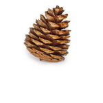 Pinecone Pilots