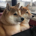 Doggo Clothin