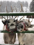 Rudolph’s rebels