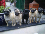 a gangue dos pugs