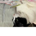 Club unicorn kitty