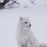 Snowfox Unit