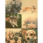 •Corgi Squad•