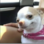 DogThatsSmirking!