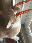 lasers kitty