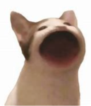 Kingsteve the cat
