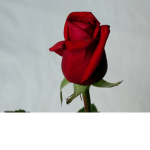 For All You Needs