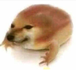 coha