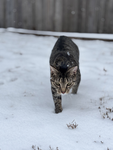 It’s about my cat