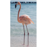OCEANSUNY