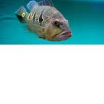 Fishes Support!