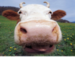 Mr.cow