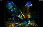 CATS EVERYWHERE