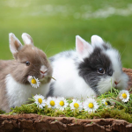 Bunny's official