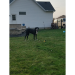 Harper's fun pups