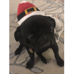 PiggyPugs